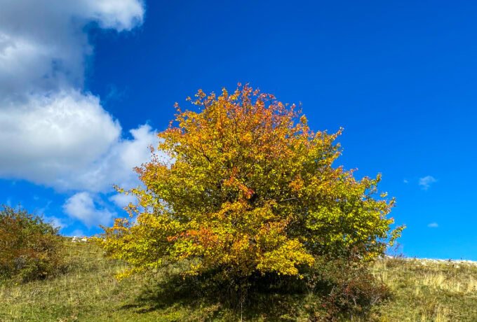 Kamešnica Mountain, Planina Kamešnica