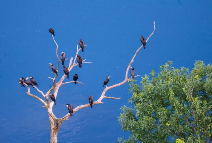 Cetina Canyon Birdwatching