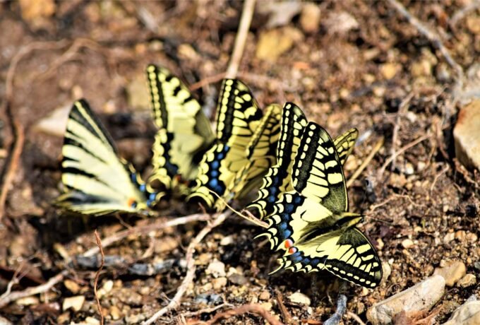 Photo by Monika Vrgoč